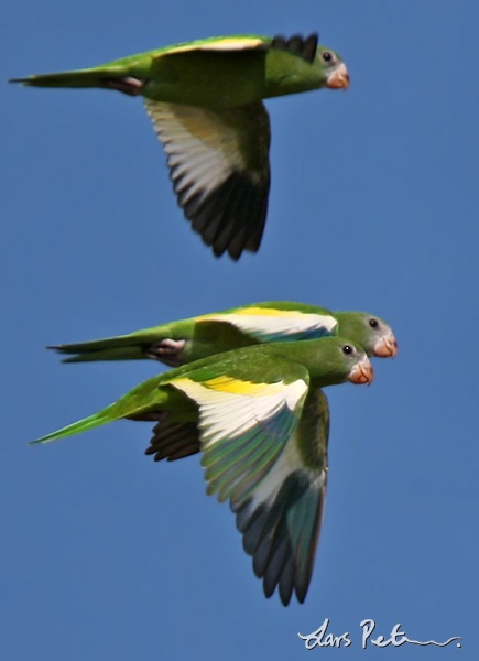 White-winged Parakeet